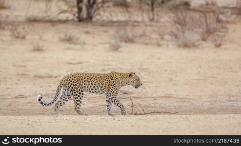 Leopard female walking in dry land in Kgalagadi transfrontier park, South Africa; specie Panthera pardus family of Felidae. Leopard in Kgalagadi transfrontier park, South Africa