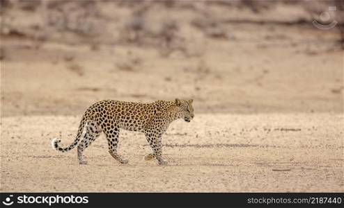 Leopard female walking in dry land in Kgalagadi transfrontier park, South Africa; specie Panthera pardus family of Felidae. Leopard in Kgalagadi transfrontier park, South Africa