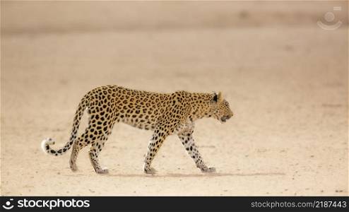 Leopard female walking in dry land in Kgalagadi transfrontier park, South Africa; specie Panthera pardus family of Felidae. Leopard in Kgalagadi transfrontier park, South Africa