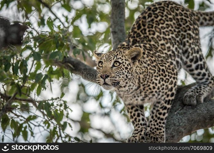 Leopard getting ready to jump
