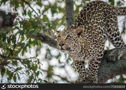 Leopard getting ready to jump