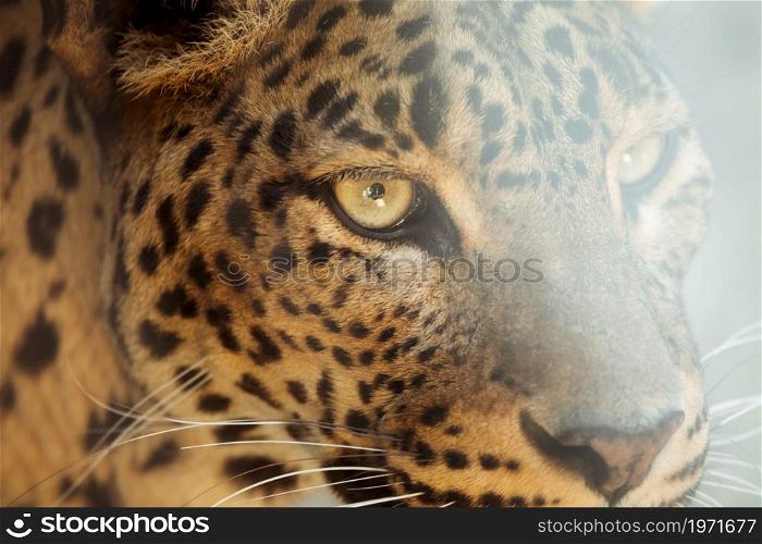 leopard. High resolution photo. leopard. High quality photo