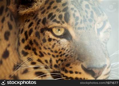 leopard. High resolution photo. leopard. High quality photo