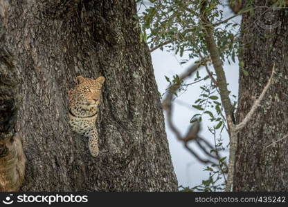 Leopard in a tree in the Okavango delta, Botswana.