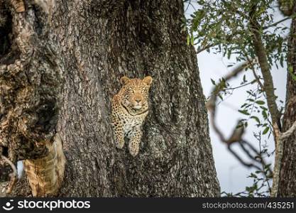 Leopard in a tree in the Okavango delta, Botswana.