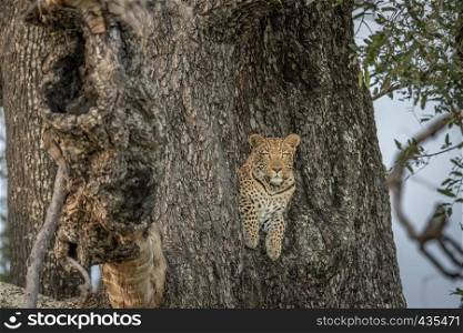 Leopard in a tree in the Okavango delta, Botswana.