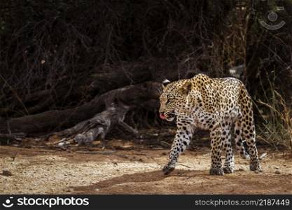 Leopard in Kgalagadi transfrontier park, South Africa; specie Panthera pardus family of Felidae. Leopard in Kgalagadi transfrontier park, South Africa