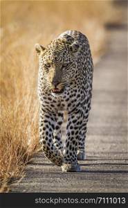 Leopard in Kruger National park, South Africa ; Specie Panthera pardus family of Felidae. Leopard in Kruger National park, South Africa
