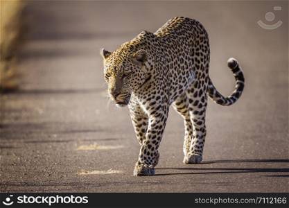 Leopard in Kruger National park, South Africa ; Specie Panthera pardus family of Felidae. Leopard in Kruger National park, South Africa