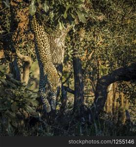 Leopard jumping down a tree in Kruger National park, South Africa ; Specie Panthera pardus family of Felidae. Leopard in Kruger National park, South Africa