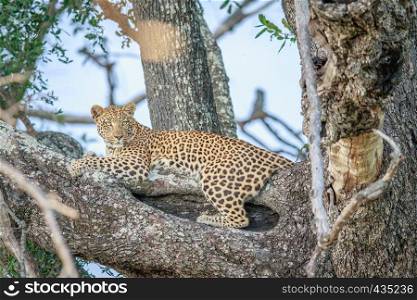 Leopard laying in a tree in the Okavango delta, Botswana.