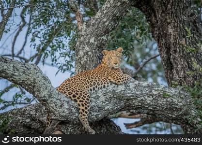 Leopard laying in a tree in the Okavango delta, Botswana.