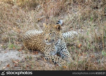 Leopard laying in the grass in the Kruger National Park, South Africa.