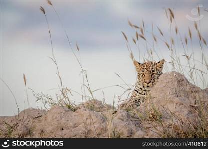 Leopard laying on a Termite mount and looking in the Kruger National Park, South Africa.