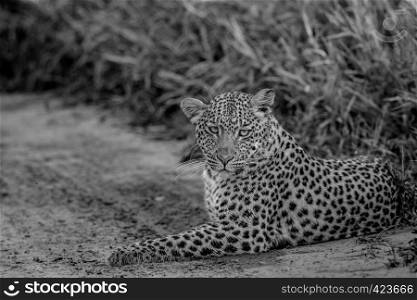 Leopard laying on sand in black and white in the Central Khalahari, Botswana.