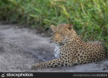 Leopard laying on sand in the Central Khalahari, Botswana.