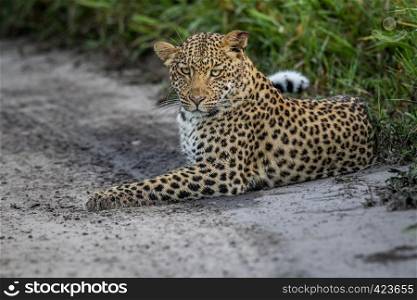 Leopard laying on sand in the Central Khalahari, Botswana.