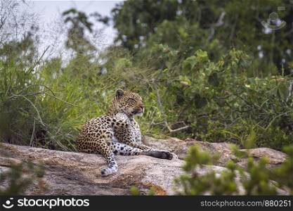 Leopard lying down and scratching on a rock in Kruger National park, South Africa ; Specie Panthera pardus family of Felidae. Leopard in Kruger National park, South Africa