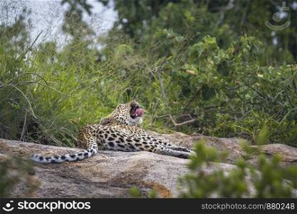 Leopard lying down and yawning on a rock in Kruger National park, South Africa ; Specie Panthera pardus family of Felidae. Leopard in Kruger National park, South Africa