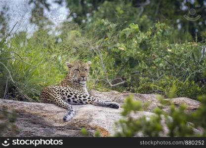 Leopard lying down on a rock in Kruger National park, South Africa ; Specie Panthera pardus family of Felidae. Leopard in Kruger National park, South Africa