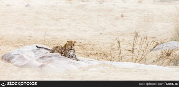 Leopard lying down on a rock in riverbank in Kruger National park, South Africa ; Specie Panthera pardus family of Felidae. Leopard in Kruger National park, South Africa