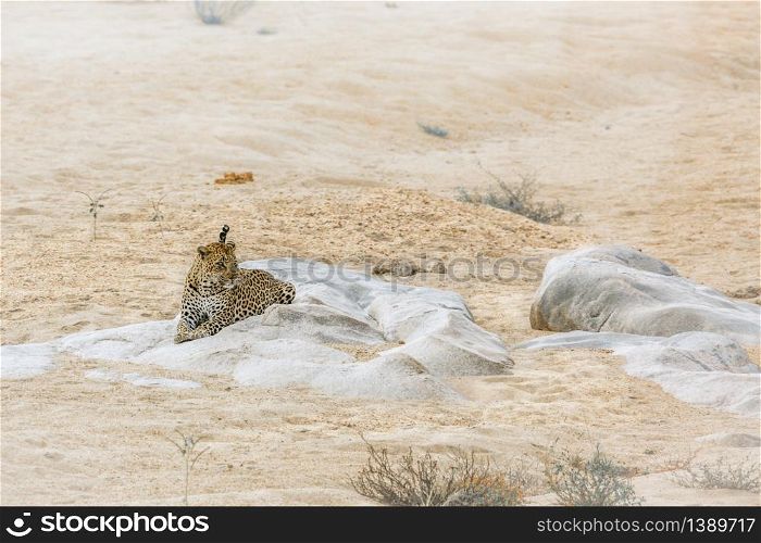 Leopard lying down on a rock in riverbank in Kruger National park, South Africa ; Specie Panthera pardus family of Felidae. Leopard in Kruger National park, South Africa