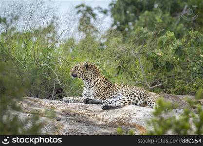 Leopard lying down on rock in Kruger National park, South Africa ; Specie Panthera pardus family of Felidae. Leopard in Kruger National park, South Africa