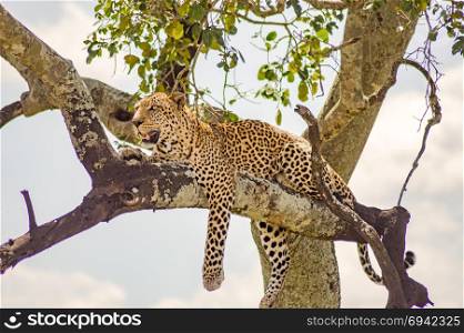 Leopard lying on a branch with two paws. Leopard lying on a branch with two paws hanging in the savannah of Maasai Mara Park in North West Kenya