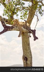 Leopard lying on a branch with two paws . Leopard lying on a branch with two paws hanging in the savannah of Maasai Mara Park in North West Kenya