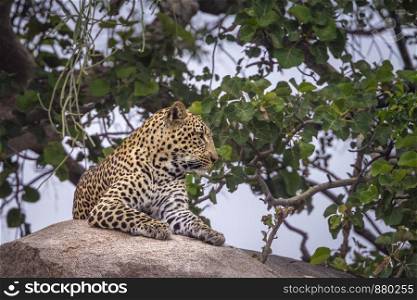 Leopard male lying down on rock in Kruger National park, South Africa ; Specie Panthera pardus family of Felidae. Leopard in Kruger National park, South Africa