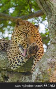 Leopard on a tree licking Paw, Maasai Mara National Reserve, Kenya, Africa