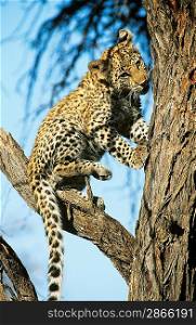 Leopard on Branch