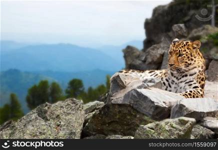 leopard on rock against wildness area