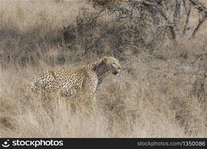 Leopard on the hunt in savannah in Kruger National park, South Africa ; Specie Panthera pardus family of Felidae. Leopard in Kruger National park, South Africa