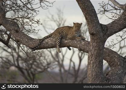 Leopard, Panthera pardus, Kruger National Park, South Africa