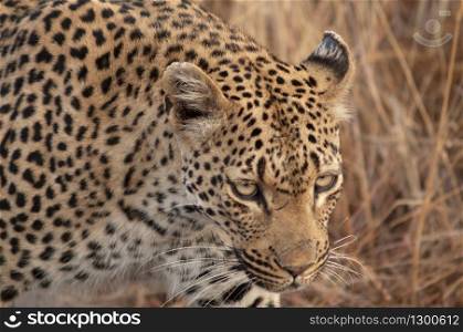 Leopard Panthera pardus, Kruger National Park, South Africa