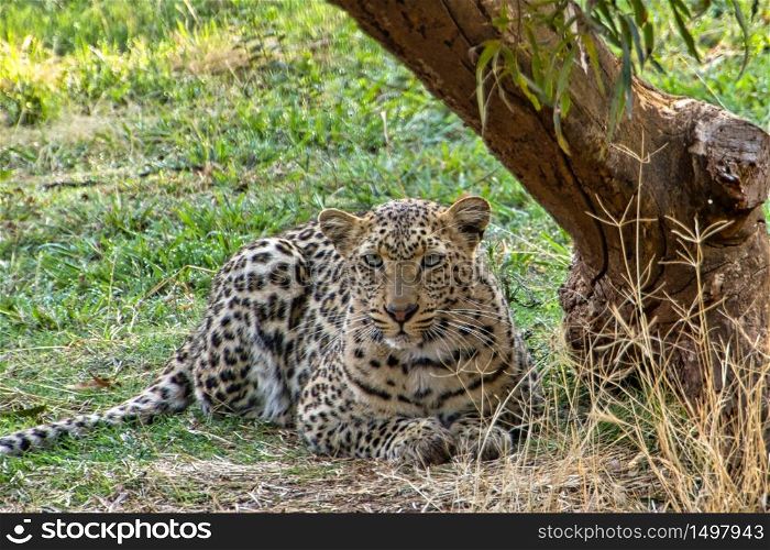 Leopard, Panthera pardus, Kruger National Park, South Africa