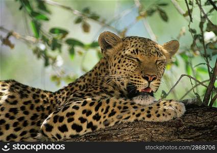 Leopard (Panthera Pardus) resting in tree
