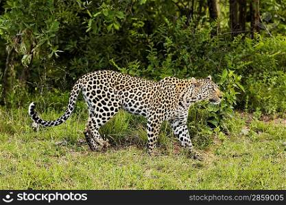 Leopard (Panthera pardus) side view