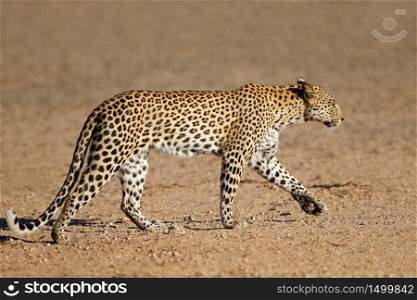 Leopard (Panthera pardus) walking, Kalahari desert, South Africa