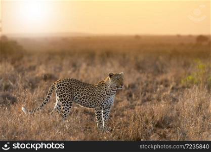Leopard portrait at sunset in the wilderness