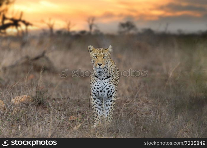 Leopard portrait at sunset in the wilderness