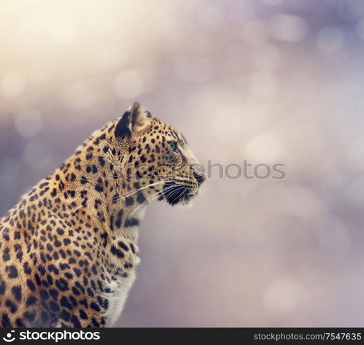 Leopard portrait close up shot