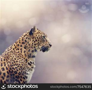 Leopard portrait close up shot