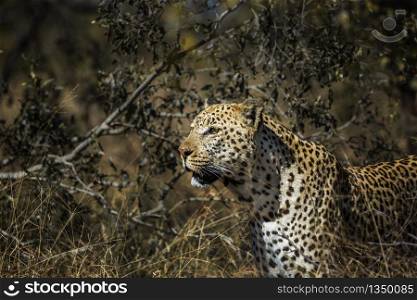Leopard portrait in the bush in Kruger National park, South Africa ; Specie Panthera pardus family of Felidae. Leopard in Kruger National park, South Africa