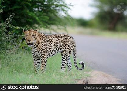 Leopard portrait in the wilderness