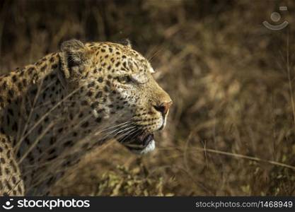 Leopard portrait isolated in natural background in Kruger National park, South Africa ; Specie Panthera pardus family of Felidae. Leopard in Kruger National park, South Africa