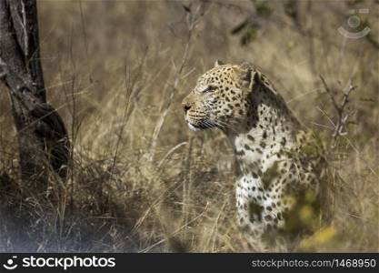 Leopard portrait isolated in natural background in Kruger National park, South Africa ; Specie Panthera pardus family of Felidae. in Kruger National park, South Africa