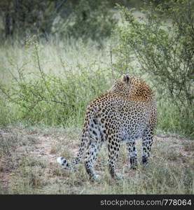 Leopard rear view in green savannah in Kruger National park, South Africa ; Specie Panthera pardus family of Felidae. Leopard in Kruger National park, South Africa