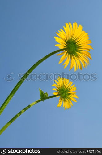 Leopard&rsquo;s Bane (Doronicum orientale)